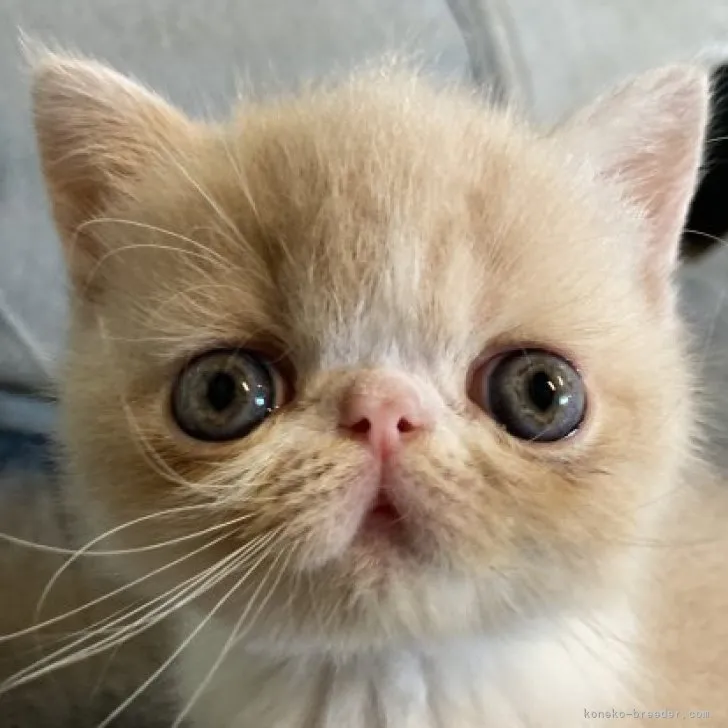 ID:2306-01971の子猫