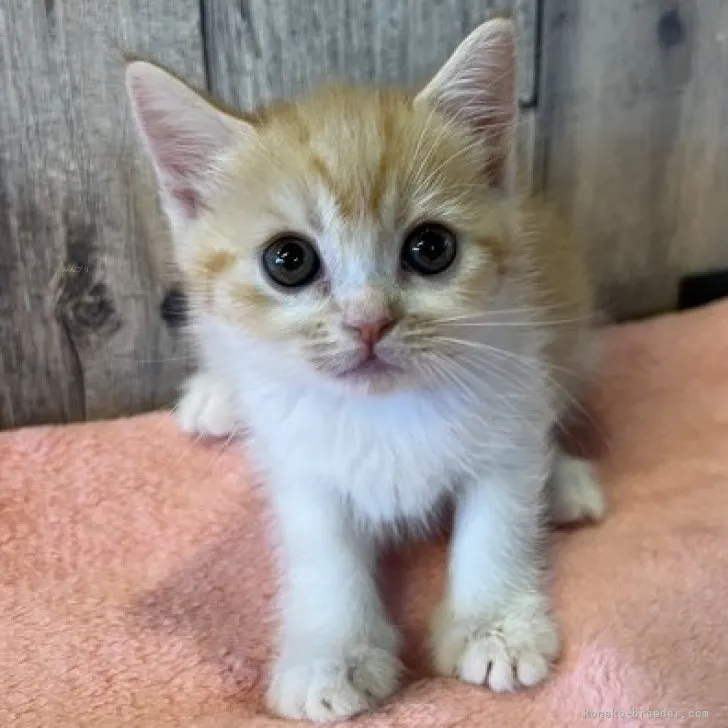 ID:2309-00379の子猫