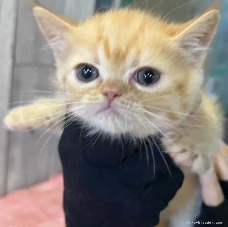 ID:2309-00380の子猫