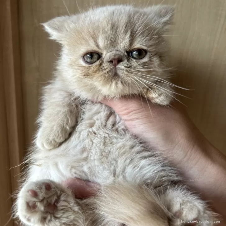 ID:2412-01283の子猫