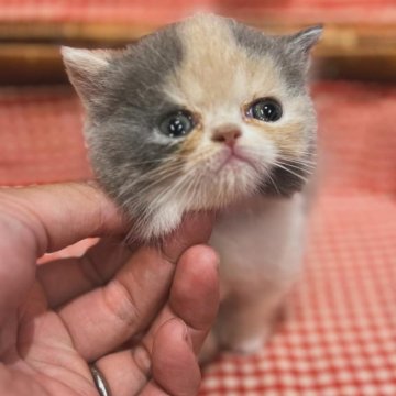 ミヌエット(短足)【兵庫県・女の子・2024年5月20日・ダイリュートキャリコ】の写真「人懐っこい超、無茶苦茶キュートな女の子走りは早〜❣」