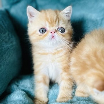 エキゾチックショートヘア【兵庫県・男の子・2025年2月13日・レッドタビー】の写真「とってもおめめの大きな人懐っこい男の子╰(*´︶`」