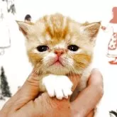 エキゾチックショートヘア