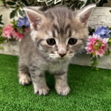 マンチカン(長足)【滋賀県・男の子・2024年3月24日・ブルータビー】の写真「父  長毛足短母  短毛足長」