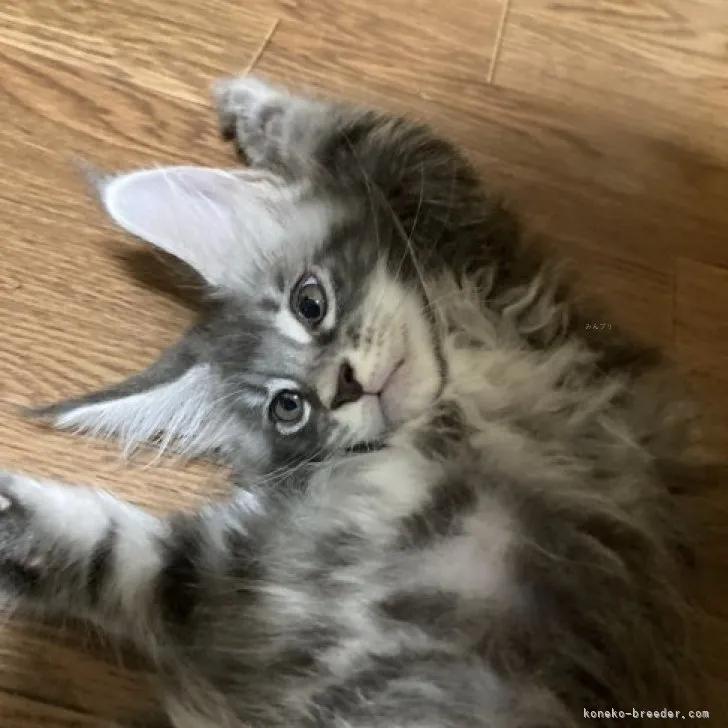 ID:2310-02781の子猫
