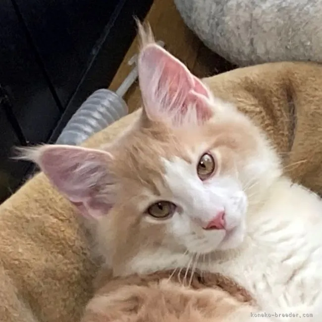 ID:2202-00790の子猫