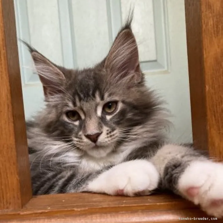 ID:2303-00395の子猫