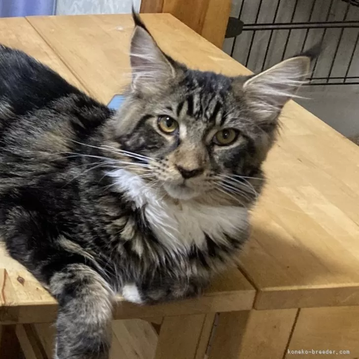 ID:2411-02635の子猫