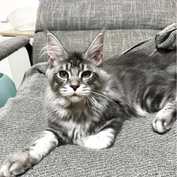 メインクーン【神奈川県・女の子・2025年4月28日・シルバータビー】の写真「可愛い女の子です♪」