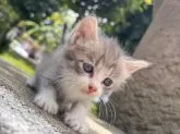 マンチカン&サイベリアン【千葉県・男の子・2024年4月15日・グレー】の写真2