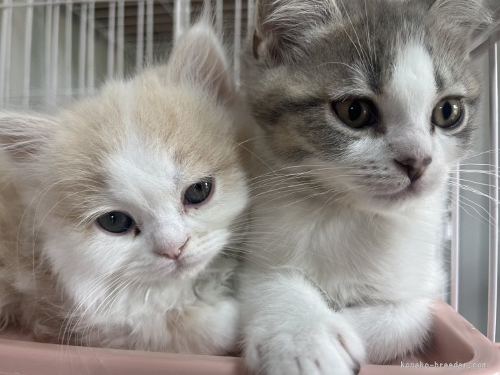 淡いカラーの猫ちゃんや、カラーに富んだ猫舎です⭐︎｜植栗　歩(うえぐり　あゆみ)ブリーダー(群馬県・ミヌエットなど・ICC/KCP登録)の紹介写真2