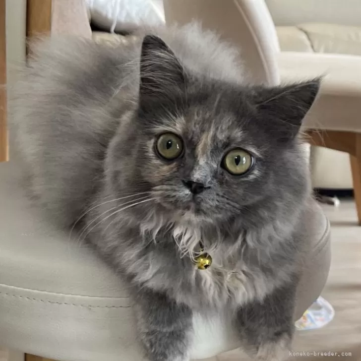 ID:2404-02001の子猫