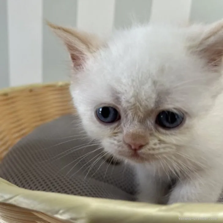 ID:2307-02862の子猫