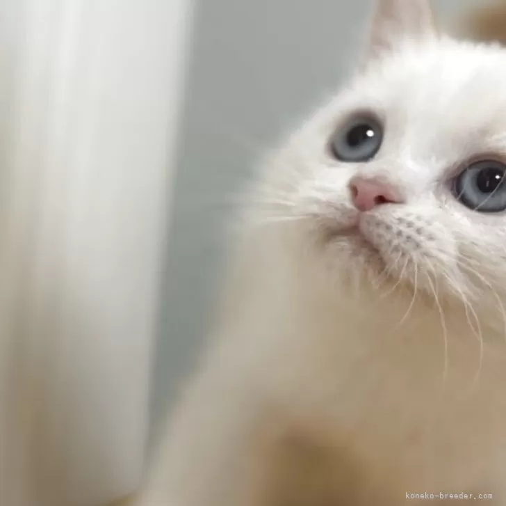 S.K 様のお迎えした子猫