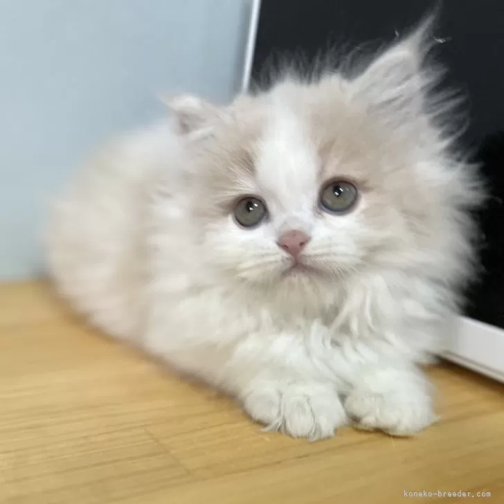 riiii 様のお迎えした子猫