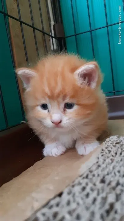 ID:2111-00033の子猫