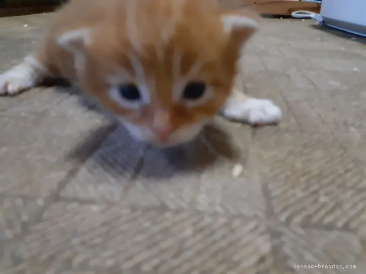 ID:2108-01424の子猫