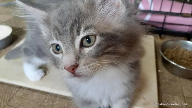 ID:2205-01515の子猫