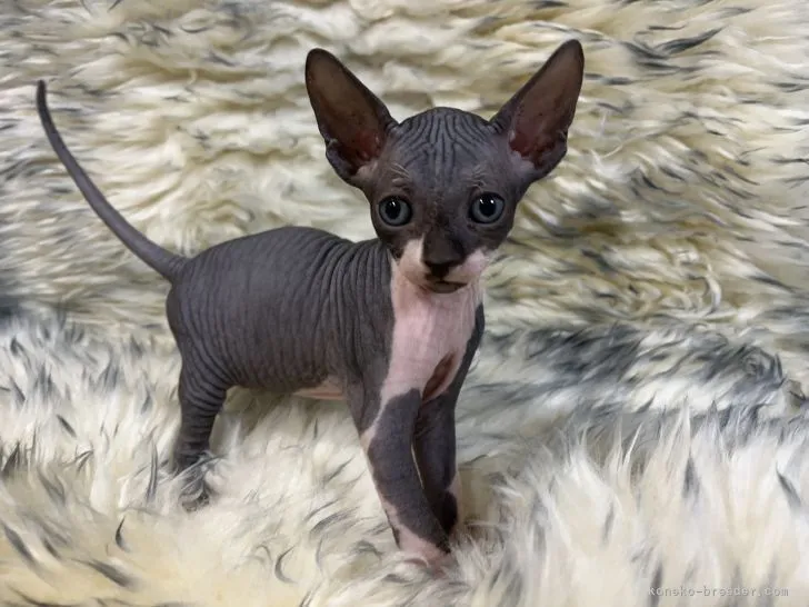 ID:2203-00597の子猫