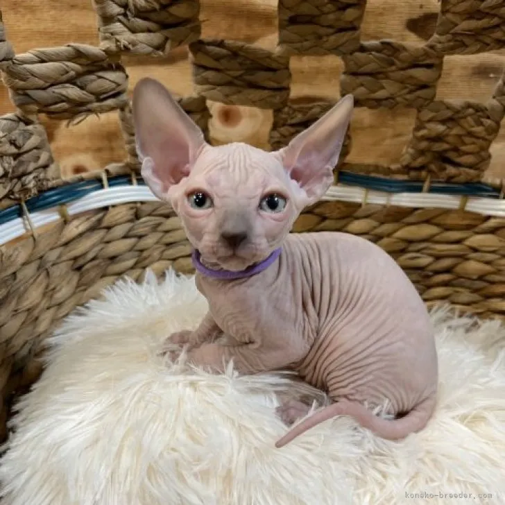 ID:2303-01764の子猫