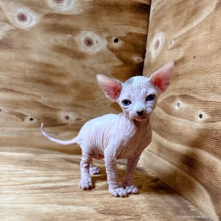ID:2405-01868の子猫