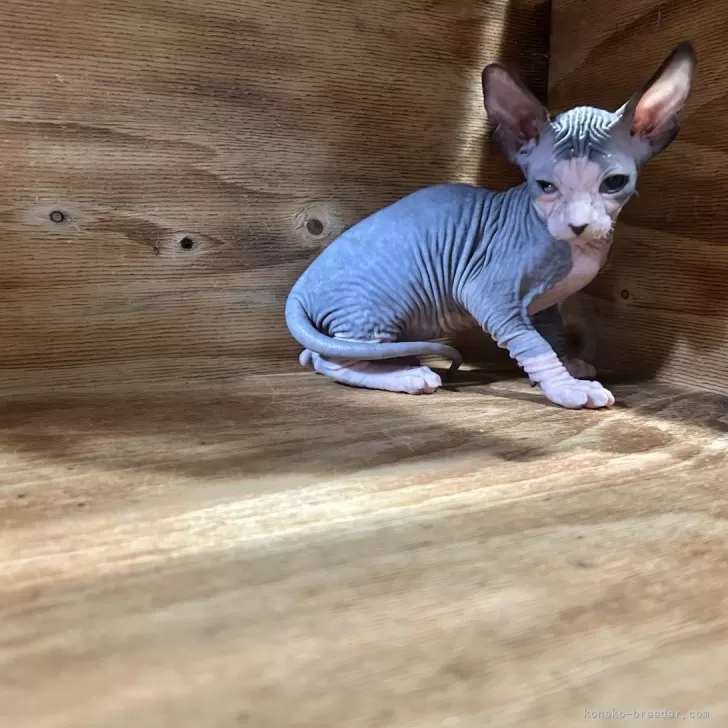 ID:2501-01881の子猫