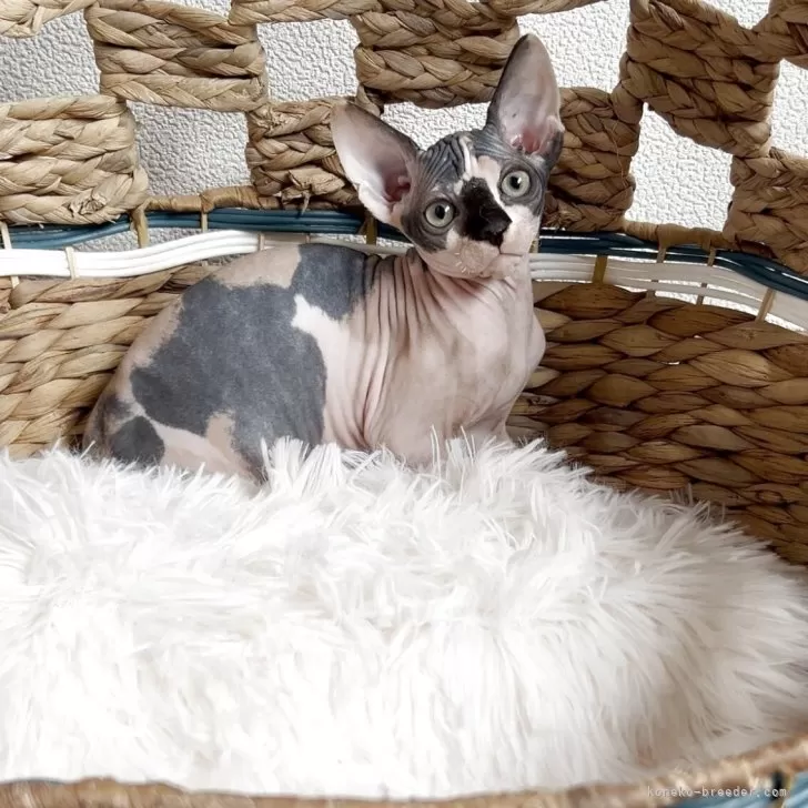 ID:2504-01146の子猫