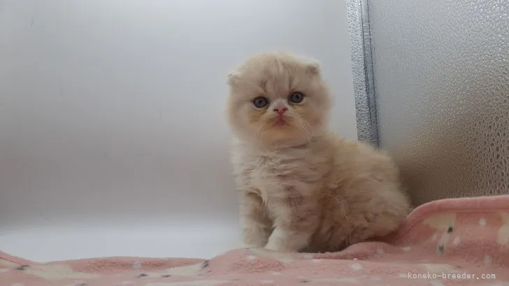 ID:2203-00132の子猫