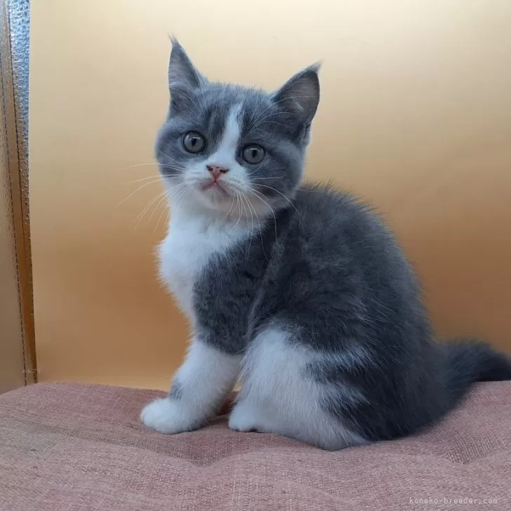 ID：2504-01018の子猫