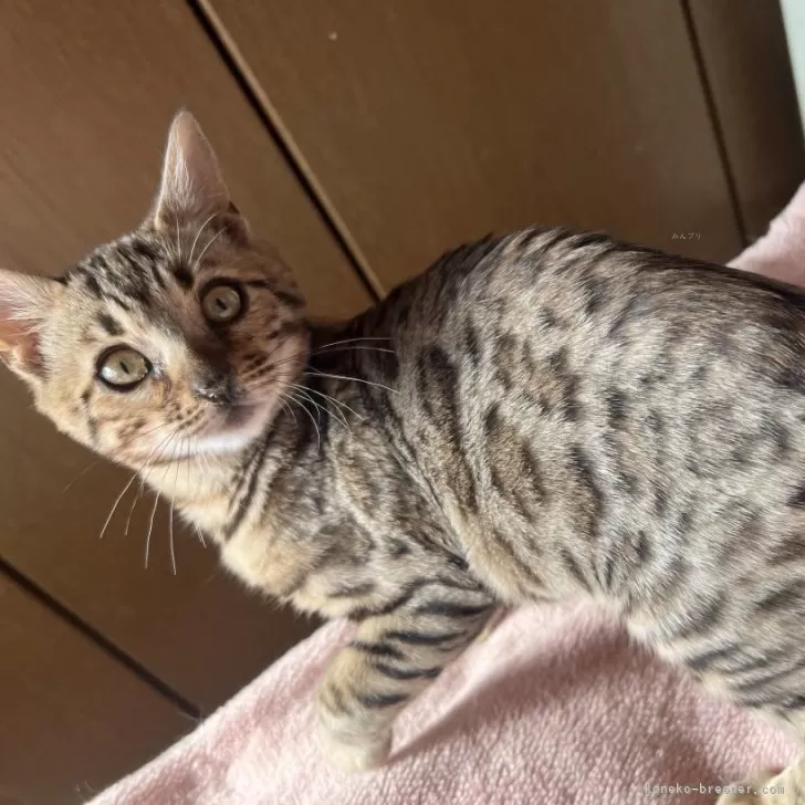 ID:2412-01296の子猫