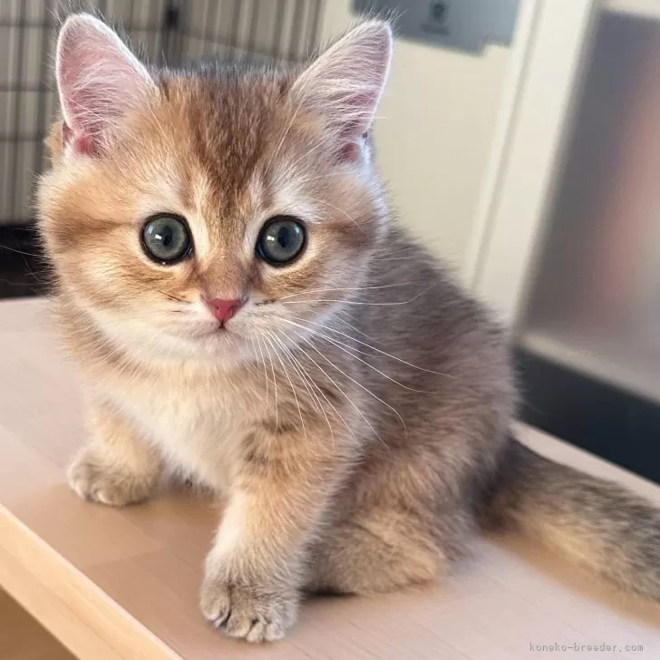 ID:2312-02179の子猫