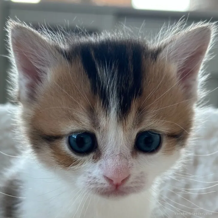 ID:2312-00753の子猫