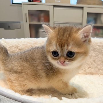 ブリティッシュショートヘア【埼玉県・女の子・2023年11月25日・ゴールデン】の写真「おめめがこぼれそうな女の子です」