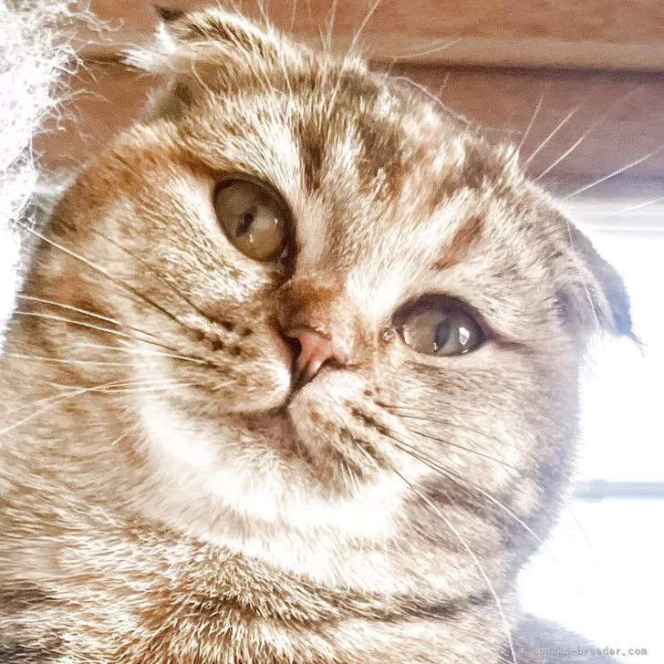ID:2412-01208の子猫