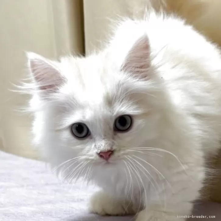 レオ 様のお迎えした子猫