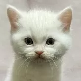 マンチカン(長足)