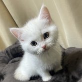 マンチカン(長足)