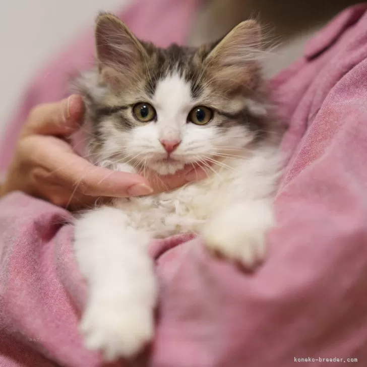 まさひで 様のお迎えした子猫