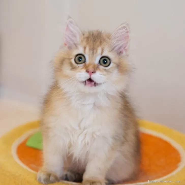 ID:2405-02977の子猫