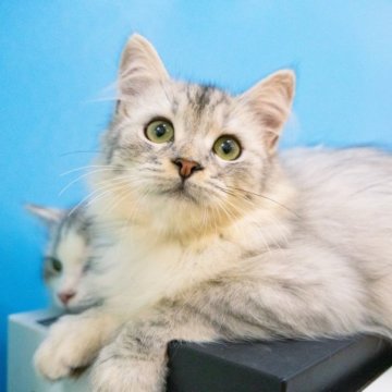 サイベリアン【大阪府・男の子・2023年4月12日・シルバー（ふわふわ）】の写真「夏休み」