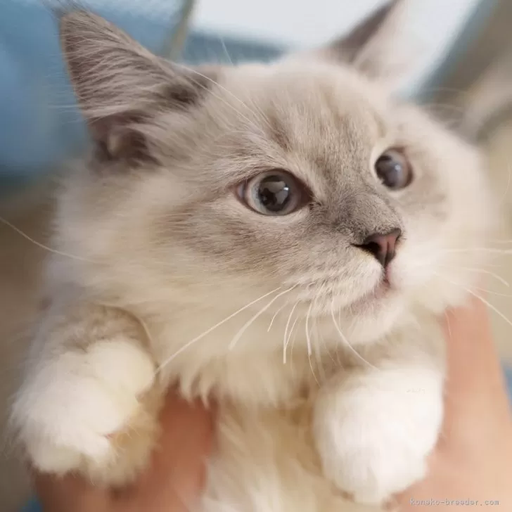 ID:2502-00892の子猫