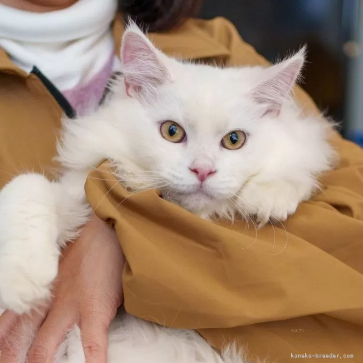 ぱとこ 様のお迎えした子猫