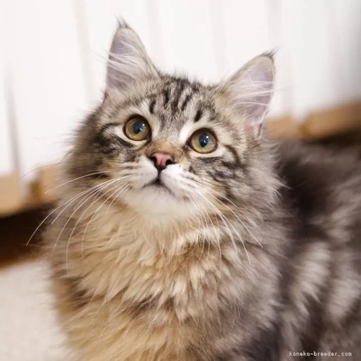 ID:2502-02384の子猫