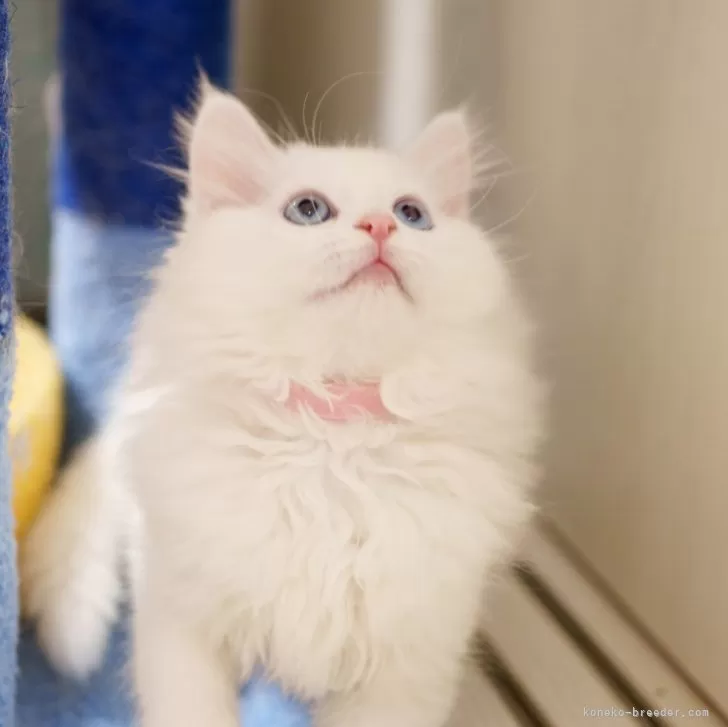 ID:2504-01047の子猫
