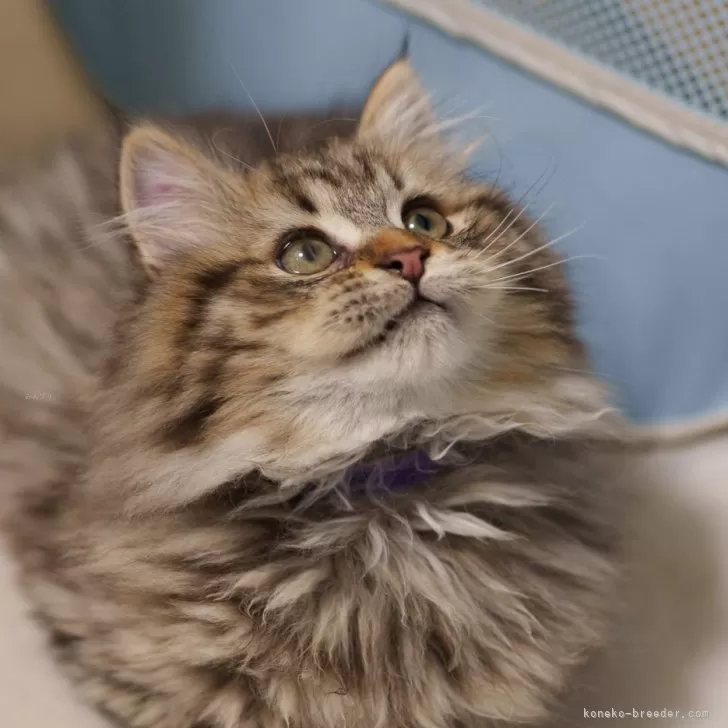 ID:2501-00752の子猫