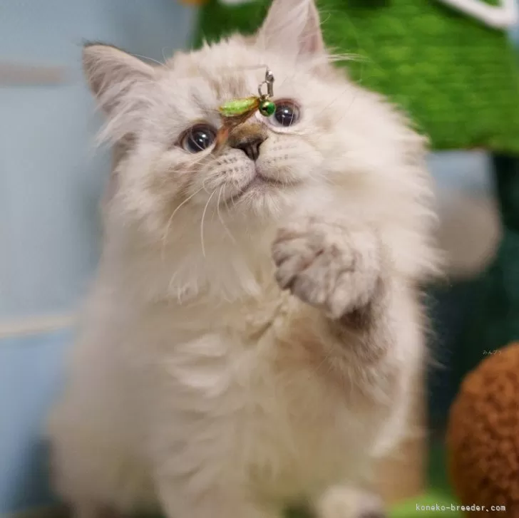 ID:2411-01446の子猫