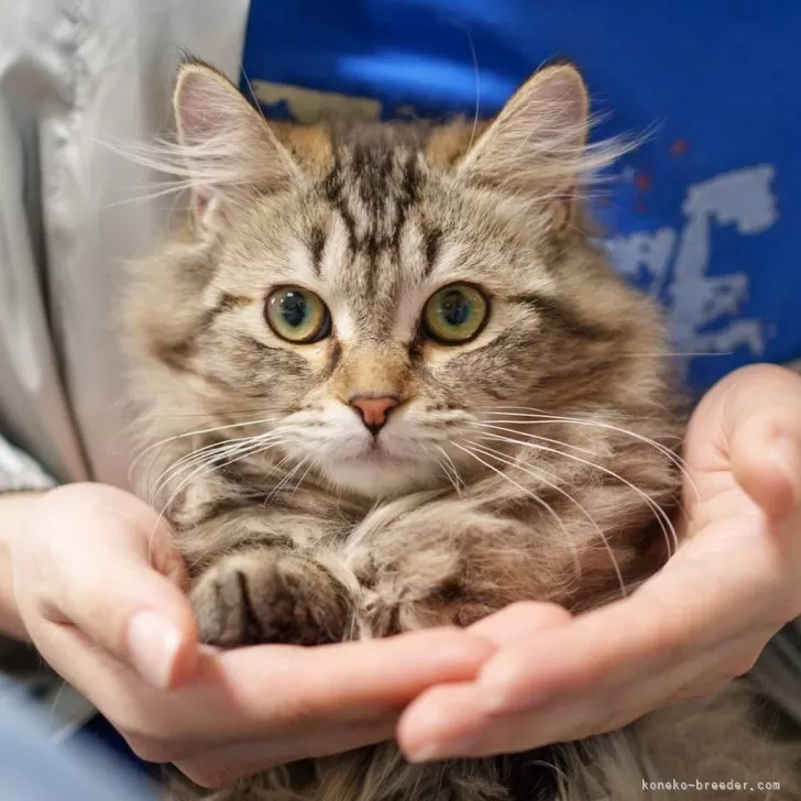 ID:2502-02054の子猫