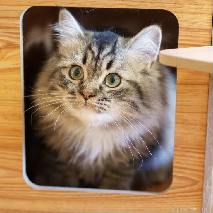 ポンジュース 様のお迎えした子猫