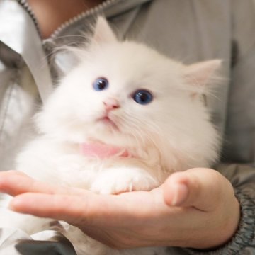 サイベリアン【大阪府・男の子・2025年2月14日・ホワイト（ふわふわ）】の写真「もふもふの真っ白猫ちゃん❤️」