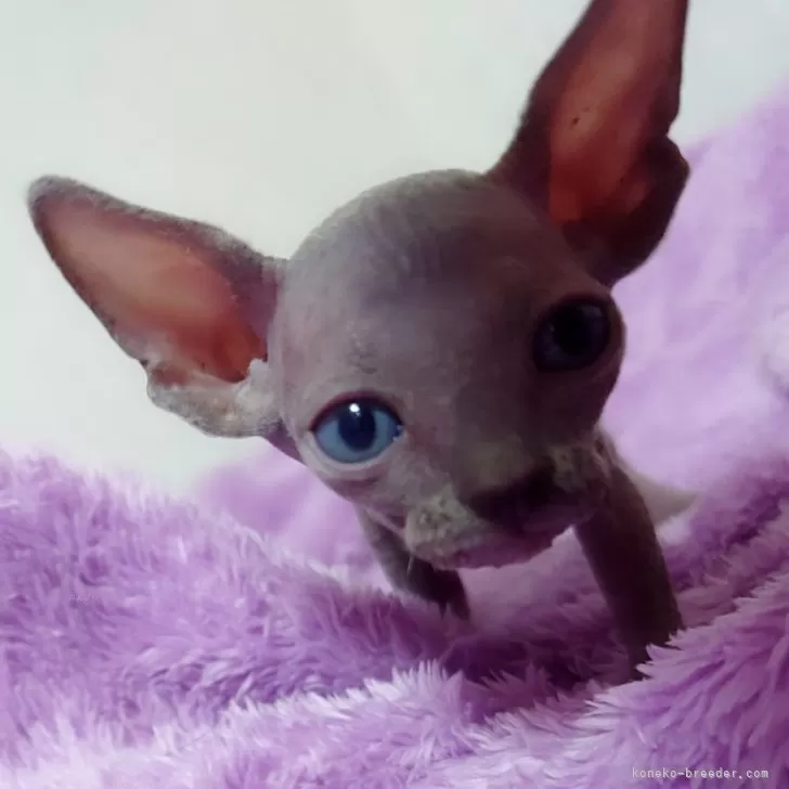 ID:2408-01273の子猫